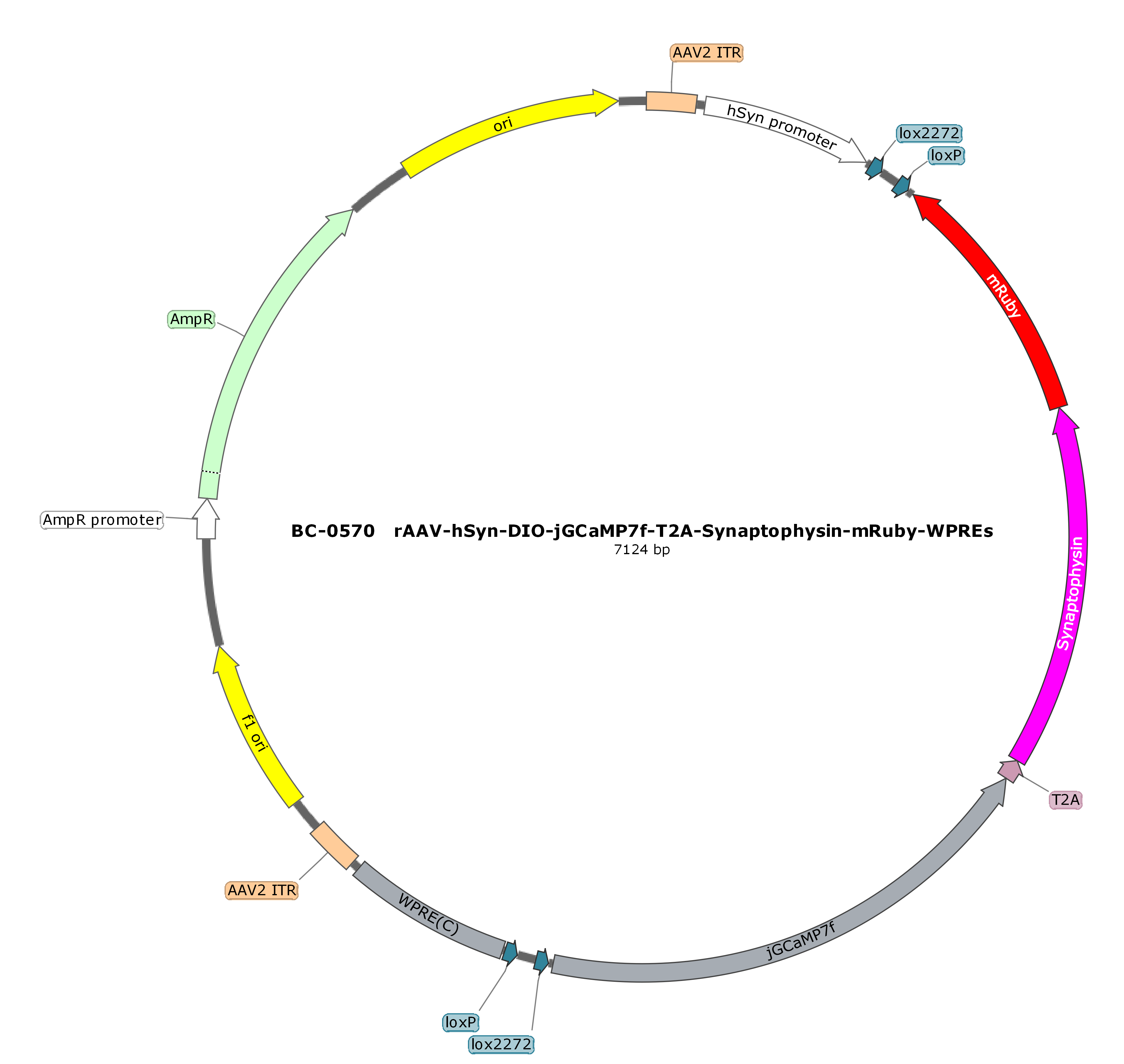 rAAV-hSyn-DIO-jGCaMP7f-P2A-Synaptophysin-mRuby